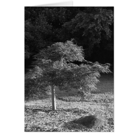 NC / Noir, card (Front)