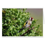 nch (Front Horizontal)