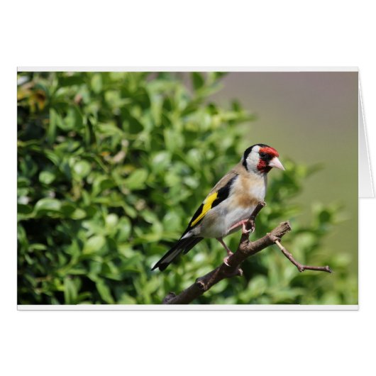 nch (Front Horizontal)