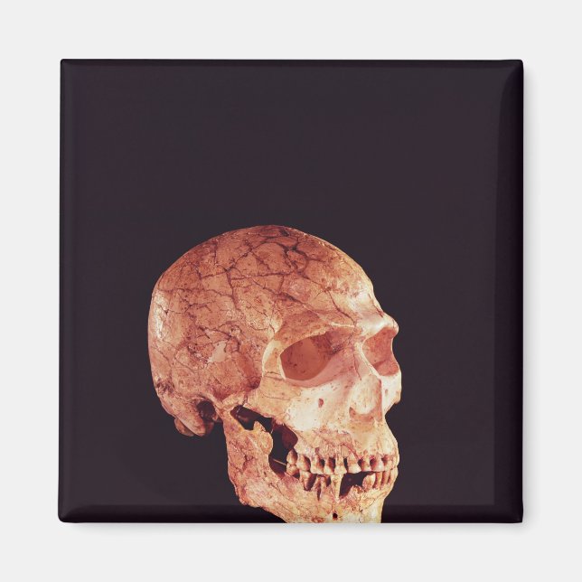 Neanderthal Skull, discovered on Mt Carmel Magnet (Front)