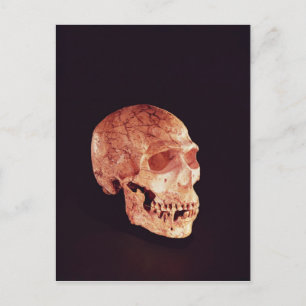 Neanderthal Skull, discovered on Mt Carmel Postcard