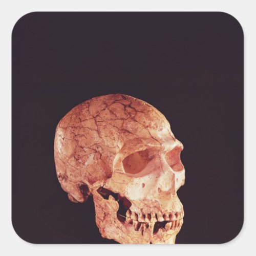 Neanderthal Skull discovered on Mt Carmel Square Sticker