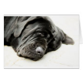 Neapolitan Mastiff (Front Horizontal)