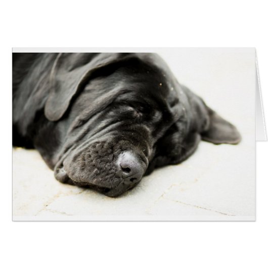 Neapolitan Mastiff Cards (Front Horizontal)