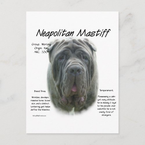 Neapolitan Mastiff grey History Design Postcard