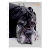 neapolitan mastiff.png (Front)