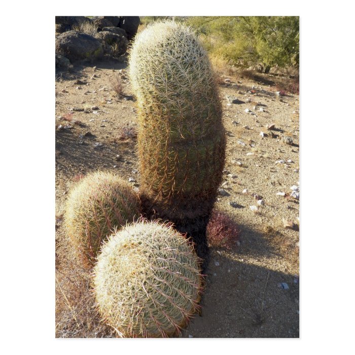 Neat Looking Barrel Cacti Found In Congress Post Cards