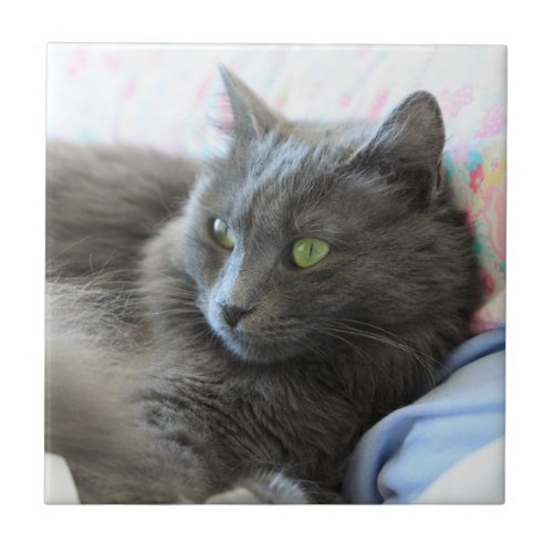 Nebelung cat ceramic tile