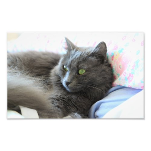 Nebelung cat photo print