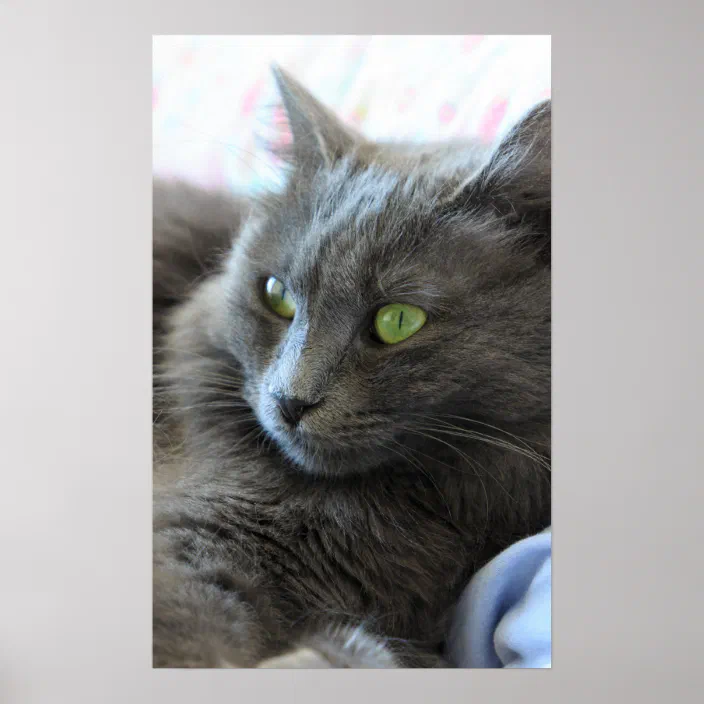 Nebelung Cat Poster Zazzle Com