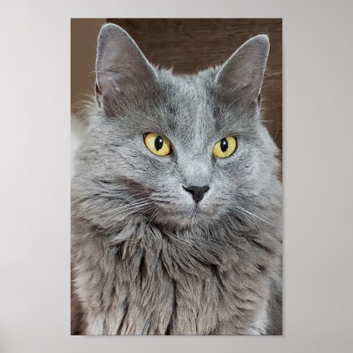 Nebelung Long_Haired Russian Blue Cat Poster