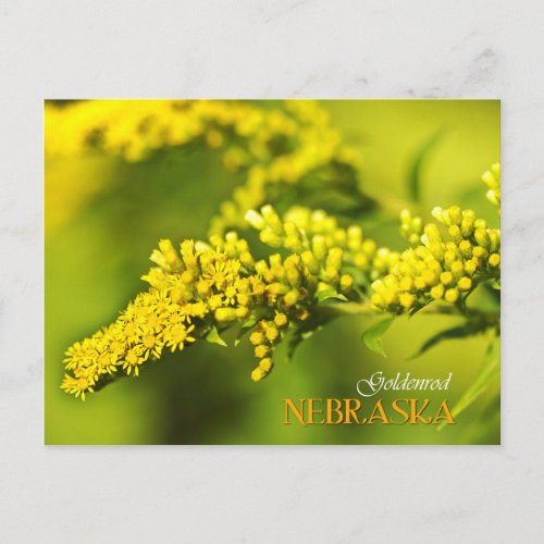 Nebraska State Flower Goldenrod Postcard