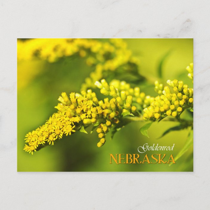 Nebraska State Flower Goldenrod Postcard Zazzle