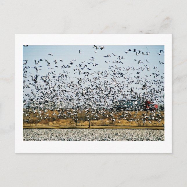 NEBRASKA VIEWS POSTCARD (Front)