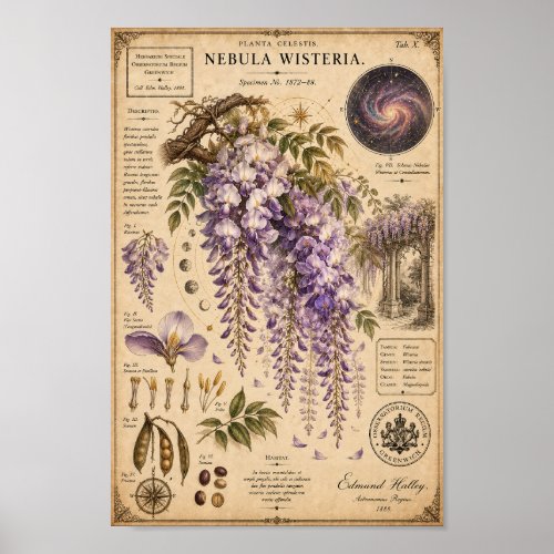 Nebula Wisteria Victorian Botanical Museum Print