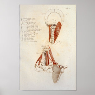 Neck Cervical Spine Muscle Anatomy Print