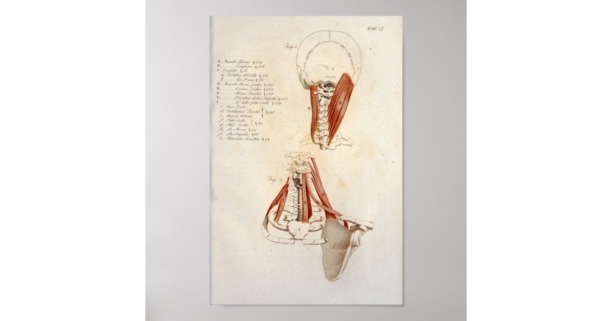 Neck Cervical Spine Muscle Anatomy Print | Zazzle.com