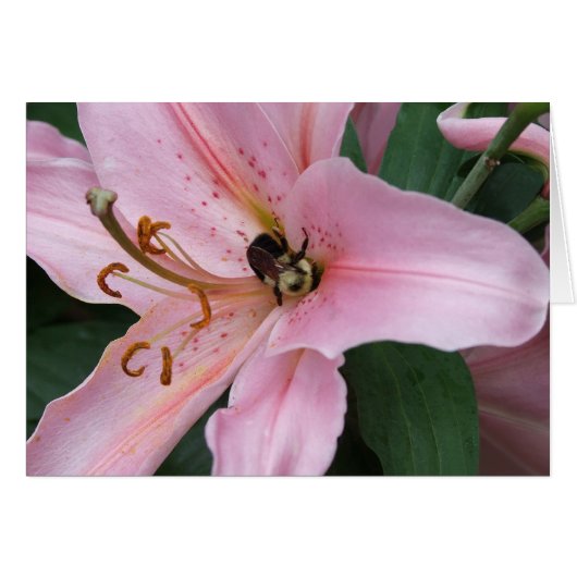 Nectar of the Orient (Front Horizontal)