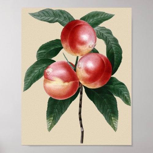 Nectarine Fruit Botanical Garden Art Poster