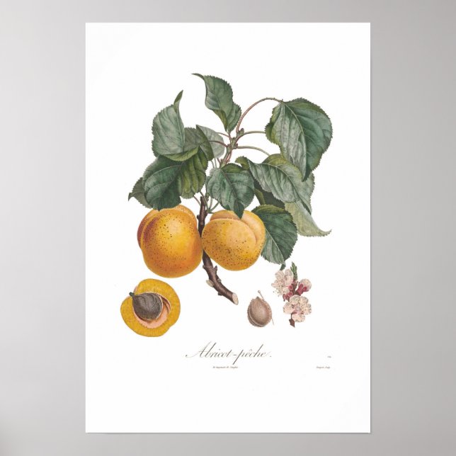 Nectarine Poster (Front)