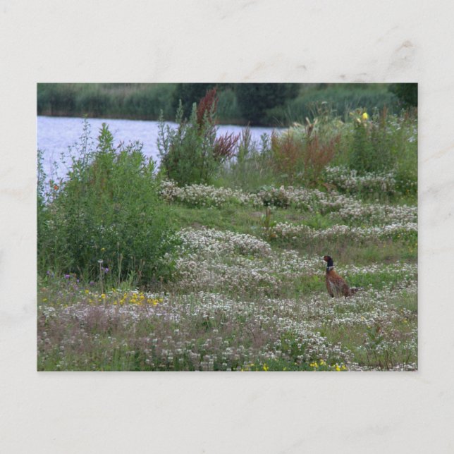 Nedereindse Plas Postcard (Front)