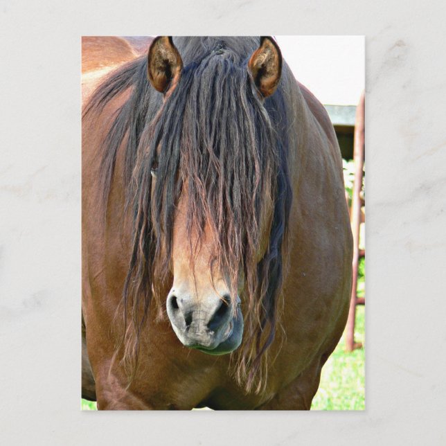 Need a hair cut postcard (Front)