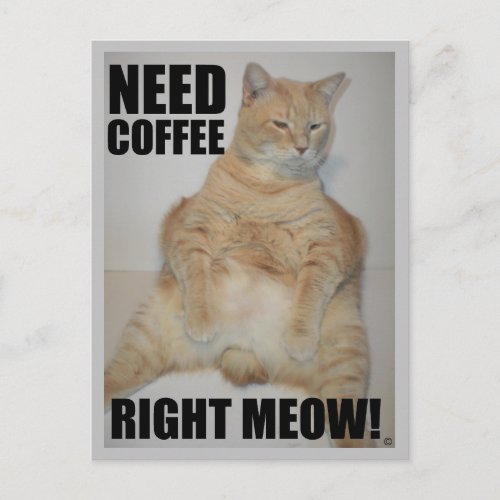 NEED COFFEE RIGHT MEOW Manx Cat Sitting Funny Postcard