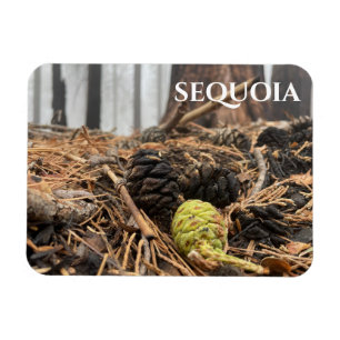 Needles and Cones, Forest Floor, Sequoia NP Magnet