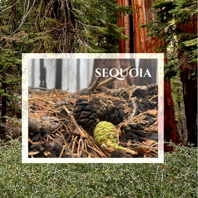 Needles and Cones, Forest Floor, Sequoia NP Postcard (Creator Uploaded)