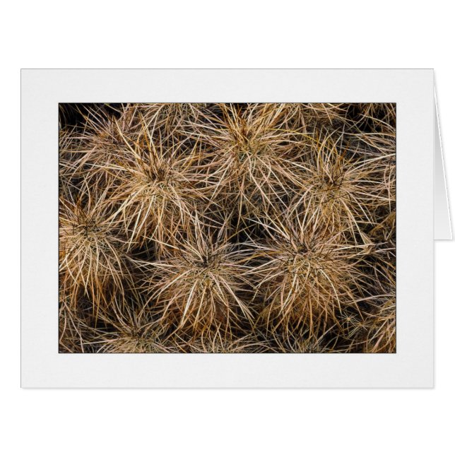 "Needles and Hay Stacks" Cards (Front Horizontal)