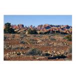 Needles from Pothole Point Trail at Canyonlands Poster