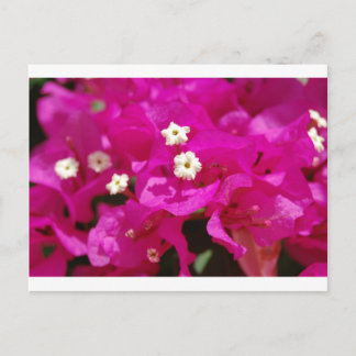 Negril, Jamaica Postcard