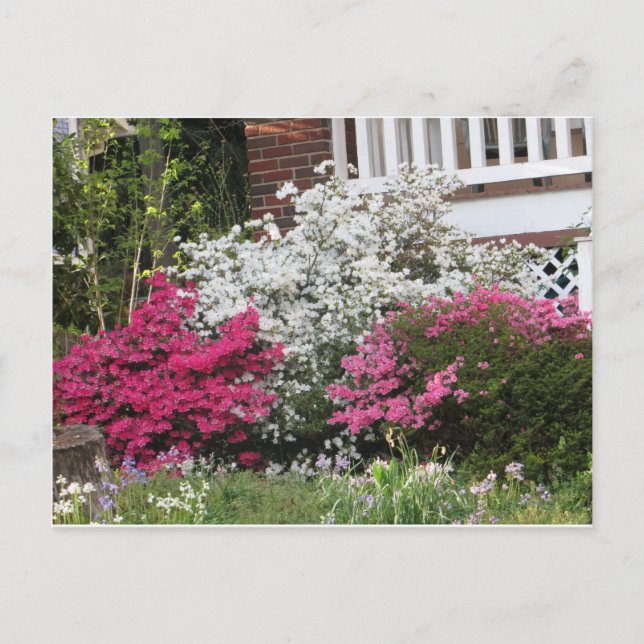 Neighborhood Azaleas Postcard (Front)