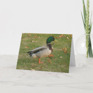 "Neighborhood Mallard #1" Thank You Card