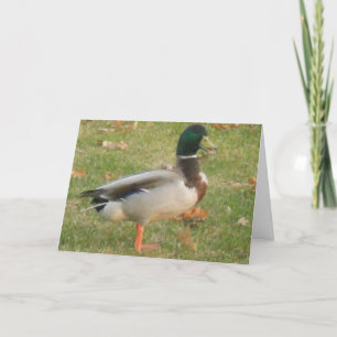 "Neighborhood Mallard #2" Thank You Card