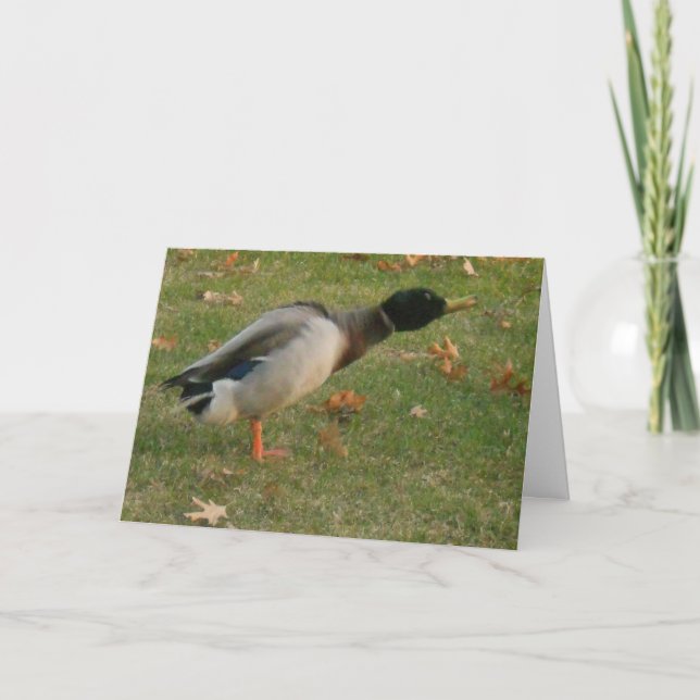 "Neighborhood Mallard Shaking" Thank You Card (Front)
