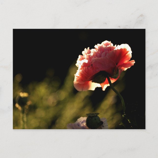 Neighbor's Garden Postcard (Front)