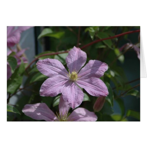 Nelly Moser Clematis 2009