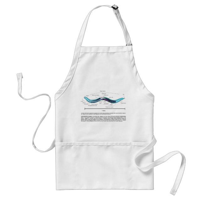 Nematode Roundworm Caenorhabditis Elegans Diagram Adult Apron (Front)