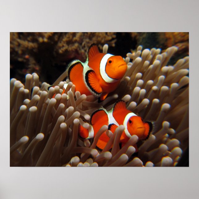Nemo Clown Fish Print (Front)