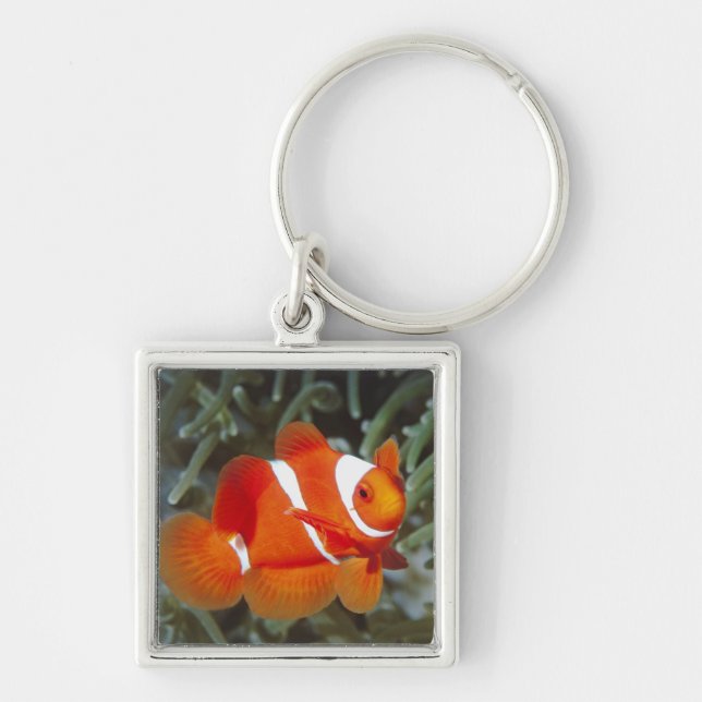 nemo fish keychain (Front)