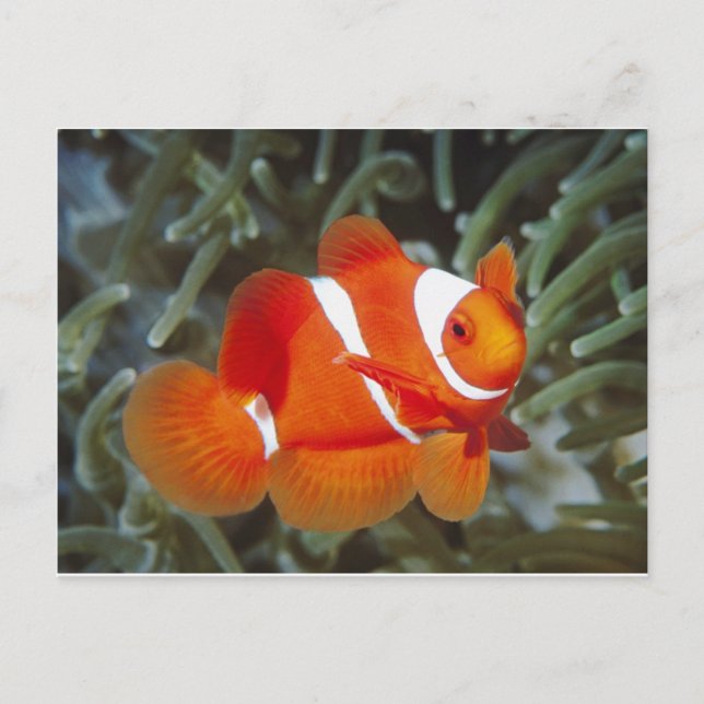 nemo fish postcard (Front)