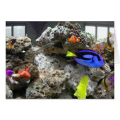 Nemo With His Gang (Front Horizontal)