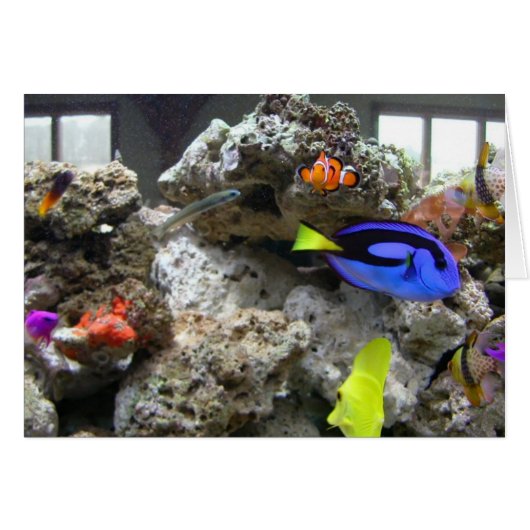 Nemo With His Gang Cards (Front Horizontal)
