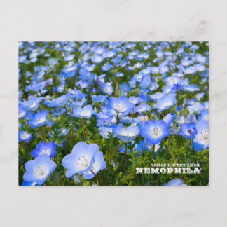 NEMOPHILA（Baby Blue Eyes） Postcard