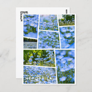 NEMOPHILA（Baby Blue Eyes） Postcard