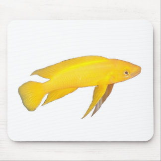 Neolamprologus leleupi mouse pad