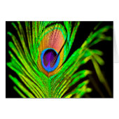Neon Colors Peacock Feather (Front Horizontal)