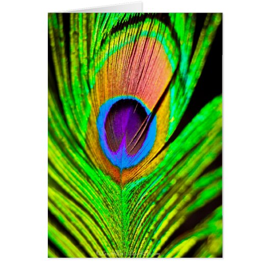 Neon Colors Peacock Feather Cards (Front)