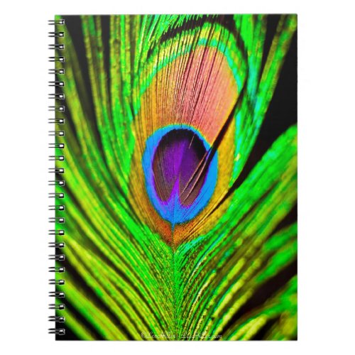 Neon Colors Peacock Feather Notebook